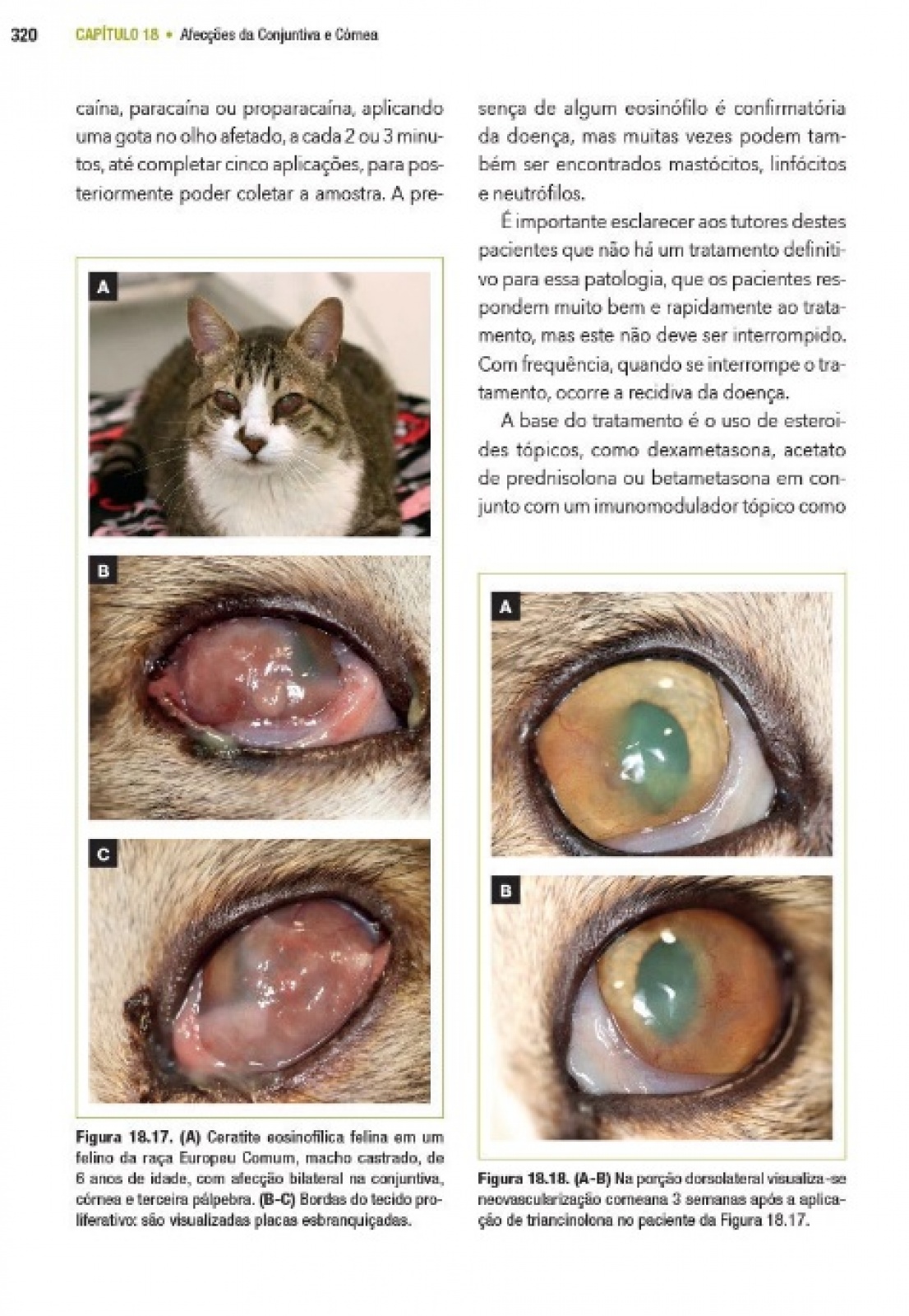 Manual Prático De Medicina Felina Volume Ii