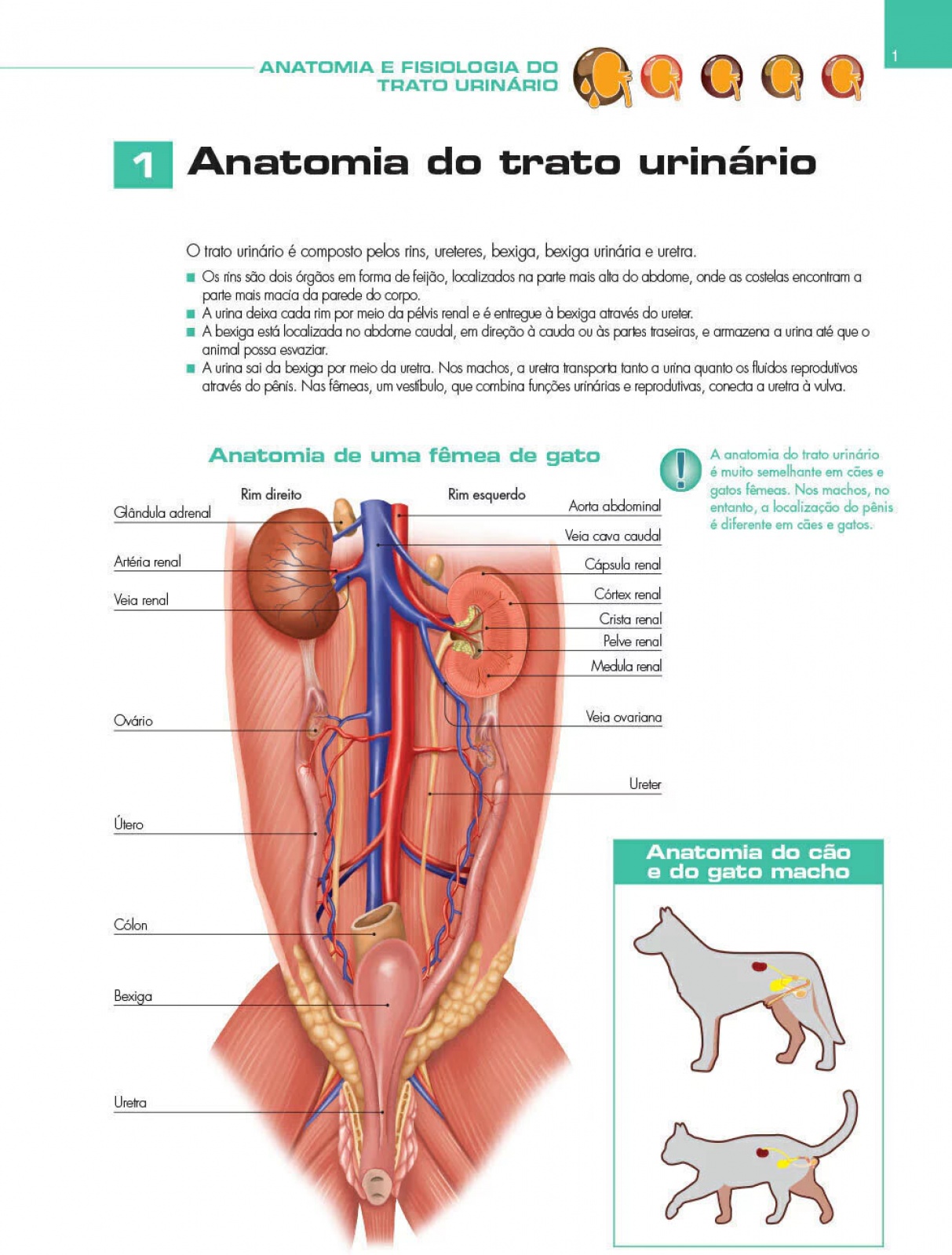 Atlas Educacional Para Tutores De Pet Nefrologia E Urologia