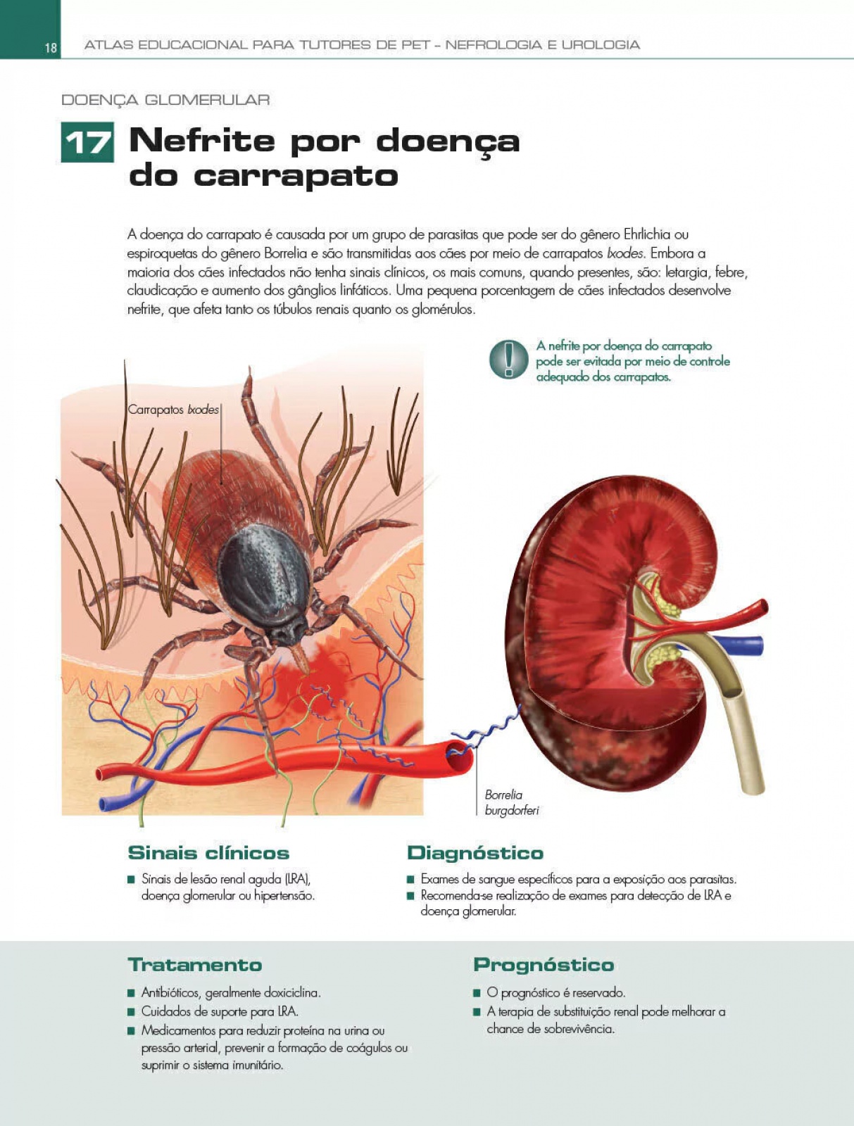 Atlas Educacional Para Tutores De Pet Nefrologia E Urologia