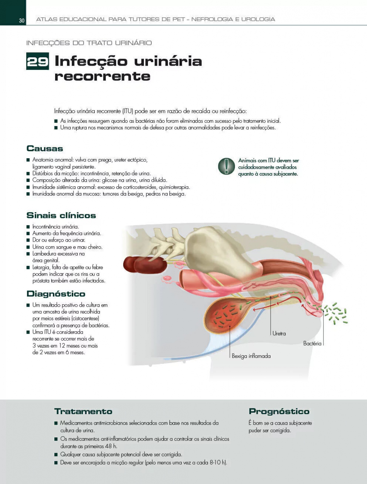 Atlas Educacional Para Tutores De Pet Nefrologia E Urologia