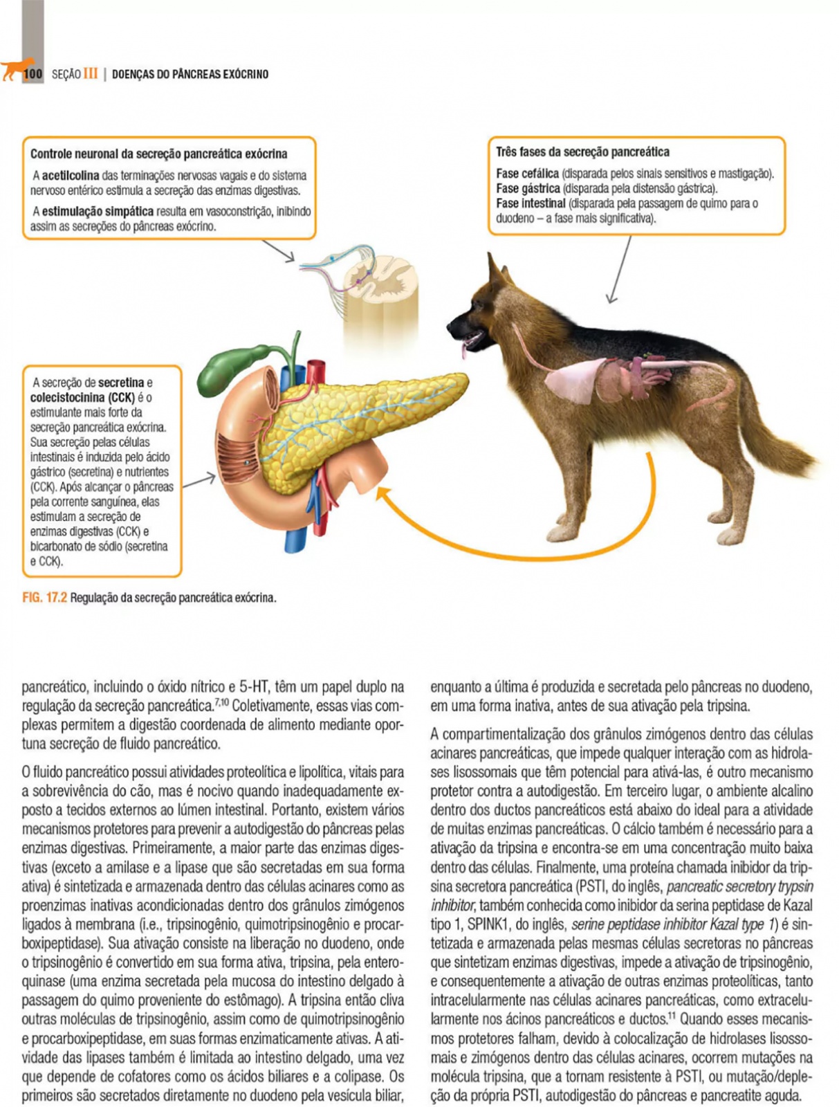 Doenças Do Sistema Hepatobiliar E Do Pâncreas Exócrino Do Cão