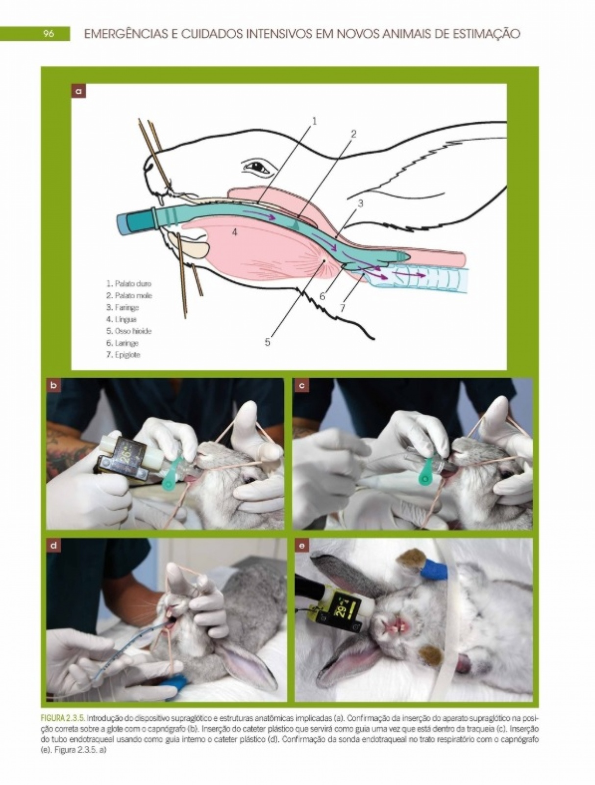 Emergências E Cuidados Itensivos Em Novos Animais De Estimação