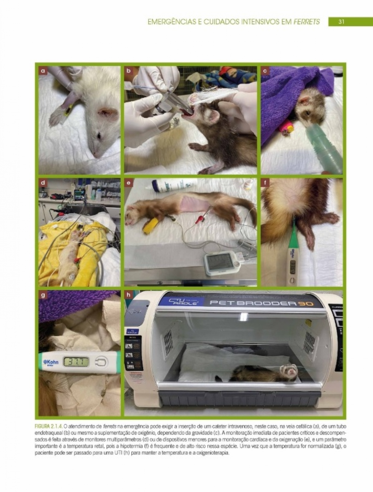 Emergências E Cuidados Itensivos Em Novos Animais De Estimação