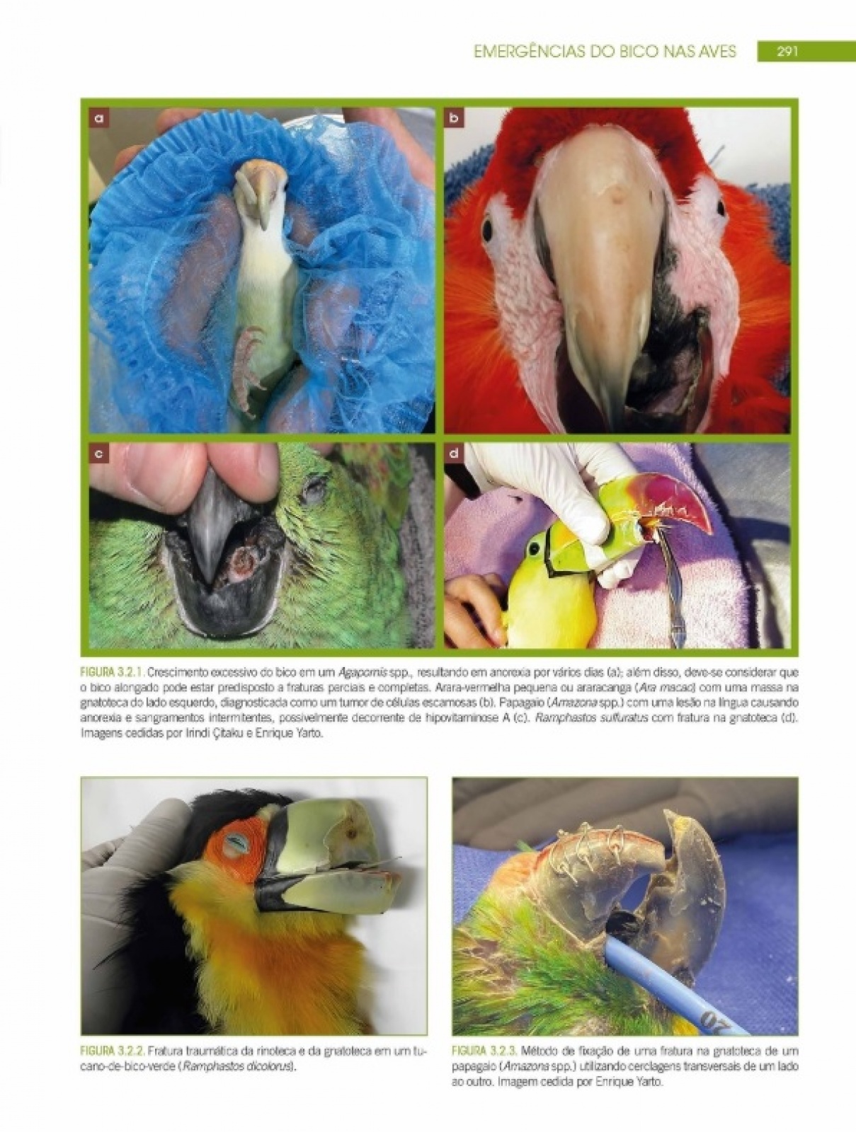 Emergências E Cuidados Itensivos Em Novos Animais De Estimação